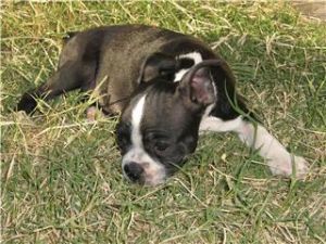 Oreo - the cutest puppy