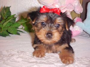 Yorkie puppy