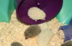 Dogs Hedgehog