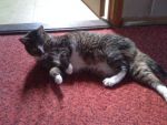 Cats unknown