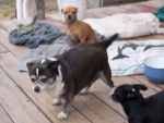 Dogs Chihuahua