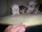 Cats Persian