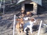 Dogs Mix