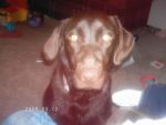 Dogs Chocolate Lab
