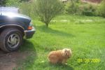 Dogs Cocker Spaniel