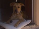 Dogs Great Dane/ Yellow Lab Mix
