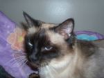 Cats mostly siamese