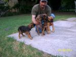 Dogs BOXER/RODIESION RIDGEBACK