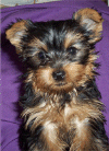 Dogs Baby Doll face teacup Yorkie For Adoption