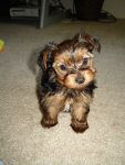 Dogs Teeny Tiny Teacup Yorkshshire Terrier Puppy For Adoption