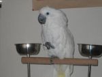 Birds Umbrella Cockatoo