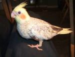 Birds pearly cockatiels