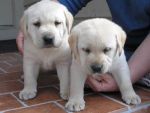 Dogs Labrador Retriever