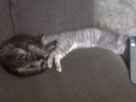 Cats unknown