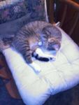 Cats Tabby