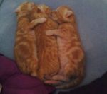 Cats kittens