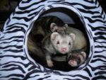 Other Ferrets