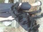 Dogs Black Long coated Labrador Retriever