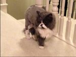 Cats Persian