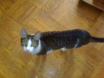 Cats DSH