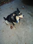 Dogs Mutt-German Shepard/Chihuahua