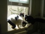 Cats black/white