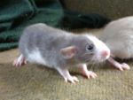 Mice and Rats Fancy Rats and Mice