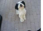 Dogs shitzu mix 