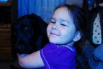 Dogs Labrador