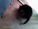 Cats Mixed