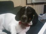 Dogs bassit/ weiner dog