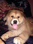 Dogs Lab/Shepherd mix