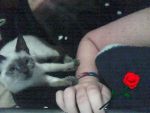 Cats siamese