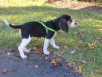 Dogs Beagle