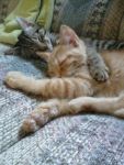 Cats mix