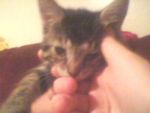 Cats Domestic
