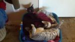 Cats mixed short hair