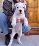 Dogs Boxer
