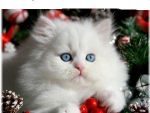 Cats Persian