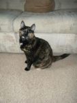 Cats Tortoise Shell