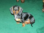 Dogs Dachsund