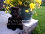 Dogs AKC Miniature & Toy Schnauzer Puppies