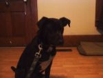 Dogs black lab mix