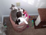 Cats Two very adorable male kittens - mixed