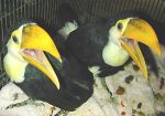 Dogs Toco Toucan