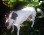Dogs Mixed