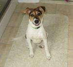 Dogs Jack Russell/Hound Dog Mix