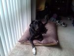 Dogs Labrador \ border collie