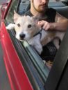Jack Russel Terrier