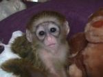 Other FEMALE CAPUCHIN MONKEYS FOR FREE ADOPTION